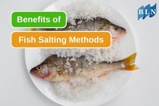 5 Benefits Of Salting Methods On Fish Preservation